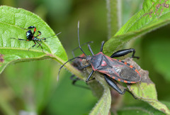 Piezogaster rubropictus