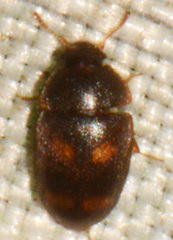 Litargus tetraspilotus