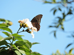 Papilio menatius victorinus