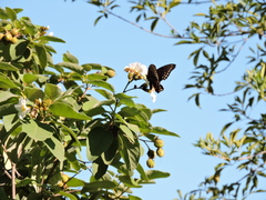 Papilio menatius victorinus