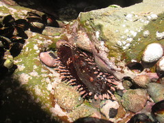 Acanthopleura echinata