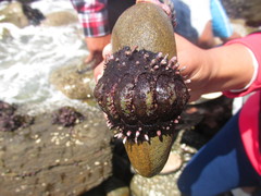 Acanthopleura echinata