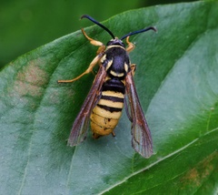 Paranthrene simulans