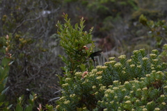 Cavendishia bracteata