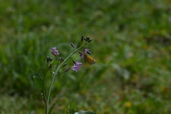 Colias dimera