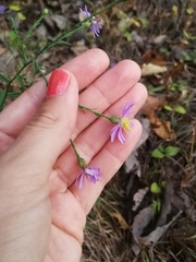 Symphyotrichum laeve concinnum