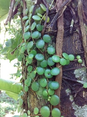 Peperomia cyclophylla