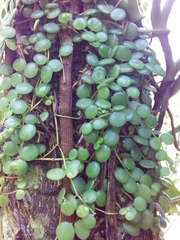 Peperomia cyclophylla