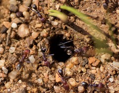 Iridomyrmex purpureus