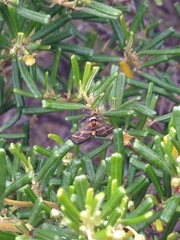 Metallarcha