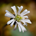 Lagenophora sublyrata - Photo (c) Julie Vause,  זכויות יוצרים חלקיות (CC BY-NC)