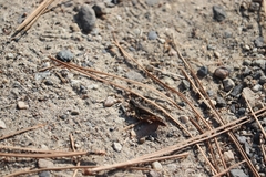 Melanoplus alpinus