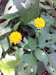 Lantana × hybrida