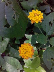 Lantana × hybrida