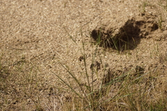 Iridomyrmex purpureus