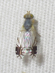 Trupanea signata