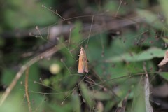 Oncocera