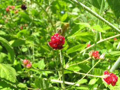 Rubus ursinus macropetalus