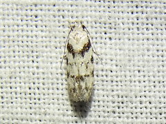 Pseudotelphusa palliderosacella