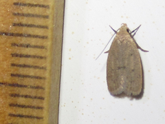 Inga obscuromaculella