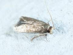 Phaeoses sabinella