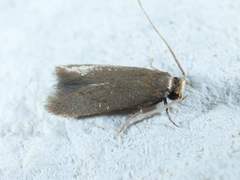 Phaeoses sabinella