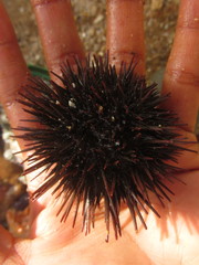 Caenocentrotus gibbosus