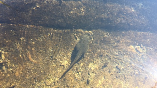 iNaturalist observation photo of American Bullfrog