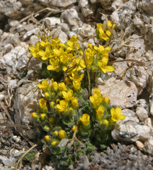 Draba longisquamosa