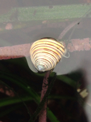 Calliostoma