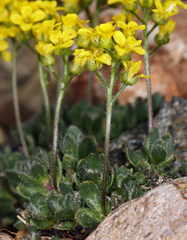 Draba longisquamosa