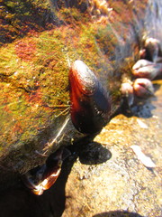 Semimytilus patagonicus