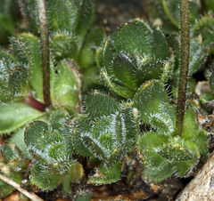 Draba longisquamosa