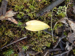 Eriochilus cucullatus