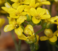 Draba longisquamosa