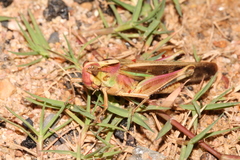 Aiolopus thalassinus tamulus