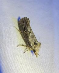 Acrolophus variabilis