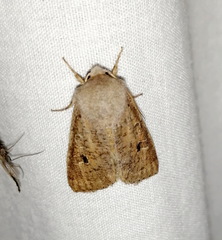 Orthosia rubescens