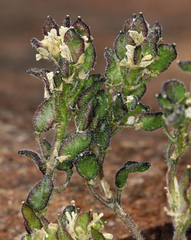 Draba longisquamosa