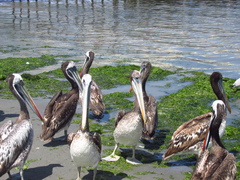 Pelecanus thagus
