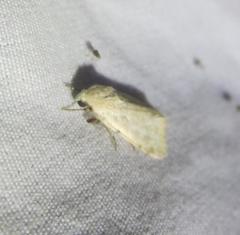 Leucocnemis perfundis