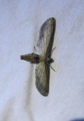 Glaucina interruptaria