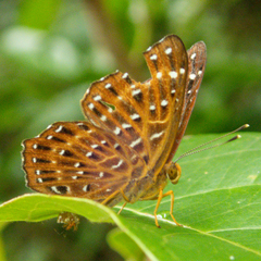 Zemeros flegyas allica