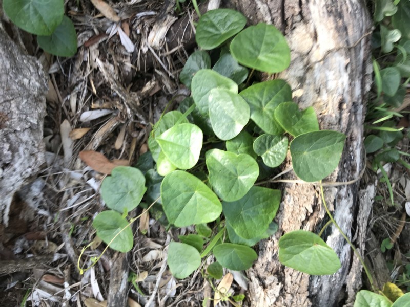 Stephania japonica, North Tura Coastal Reserve