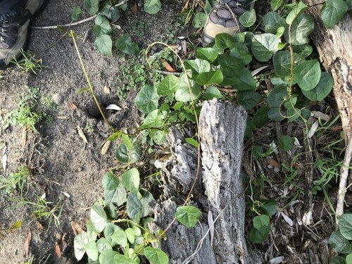 Stephania japonica