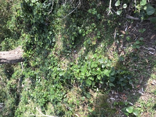 Stephania japonica