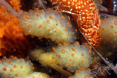 Aplousobranchia