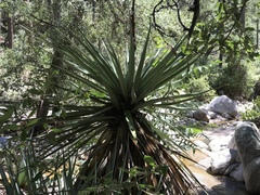 Yucca schottii