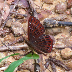Zemeros flegyas allica