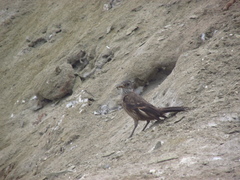 Cinclodes taczanowskii